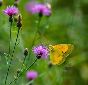 Small yellow butterfly on purple flower.