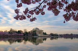 Photo of Jefferson Memorial with cherry blossoms and nice reflection in pool.