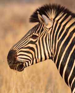 Close-up of zebra in profile.