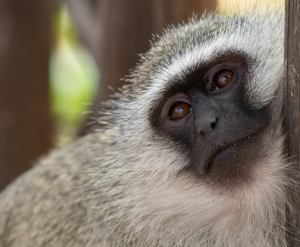 Close-up of langur monkey leaning on tree.