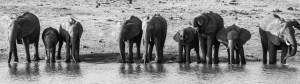Elephants in black and white lined-up drinking water.