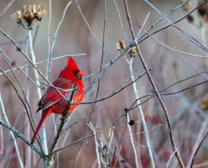 Red cardinal among branches.
