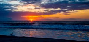 Colorful sunrise with seagull in the foreground on the beach.