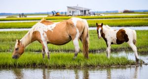 Cream and white mother pony with brown and white baby pony behind her. Both are standing in the marsh lands.