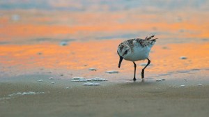 Sandpiper on the beach, orange in the background on the water from sunrise.