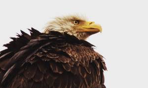 Close up a a Bald Eagle. Detailed brown feathers on back with Eagle looking to the right side. Background is light gray.